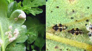 Phytophthora sp. sur poinsettia.J. JULLIEN